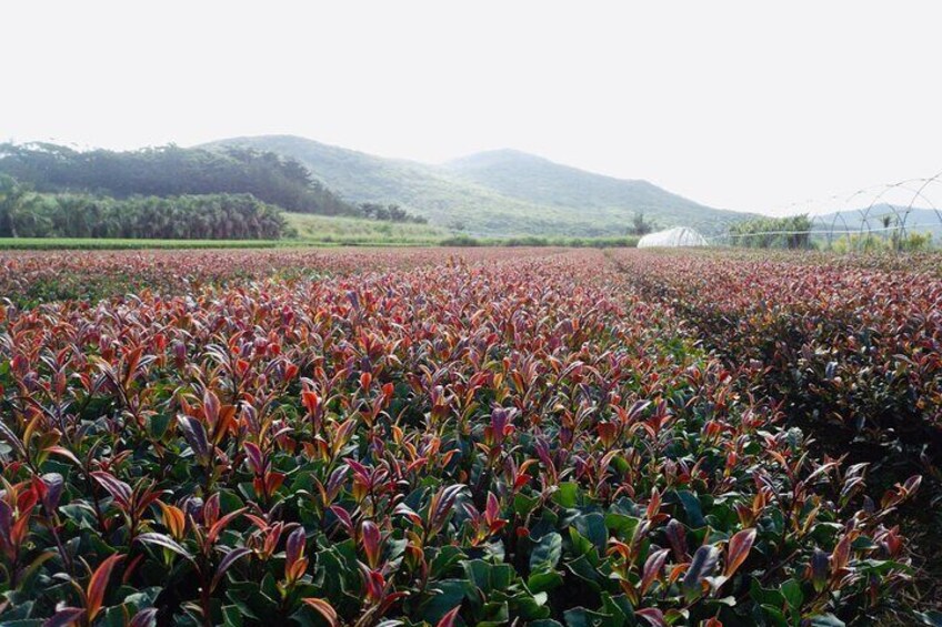 Purple Tea Farm Tour from Nairobi with Tea Tasting and Lunch