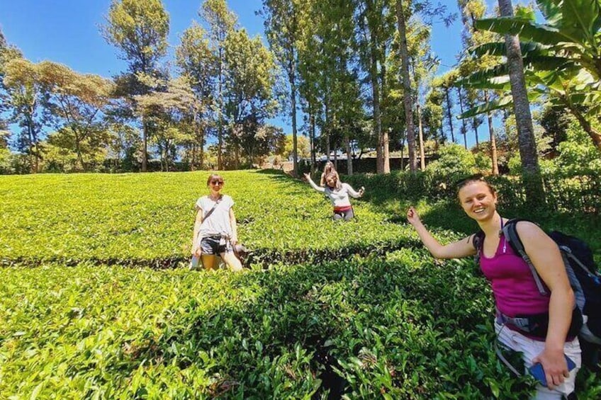 Purple Tea Farm Tour from Nairobi with Tea Tasting and Lunch