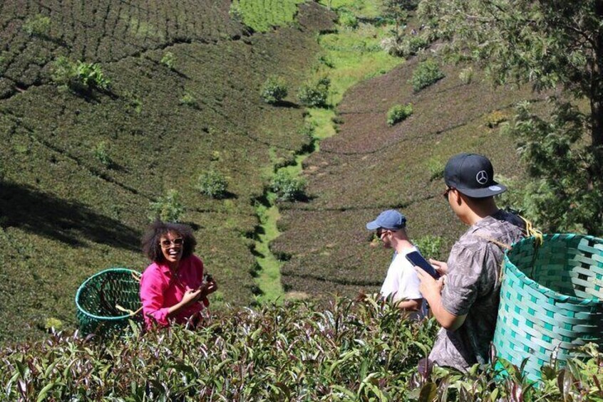 Purple Tea Farm Tour from Nairobi with Tea Tasting and Lunch