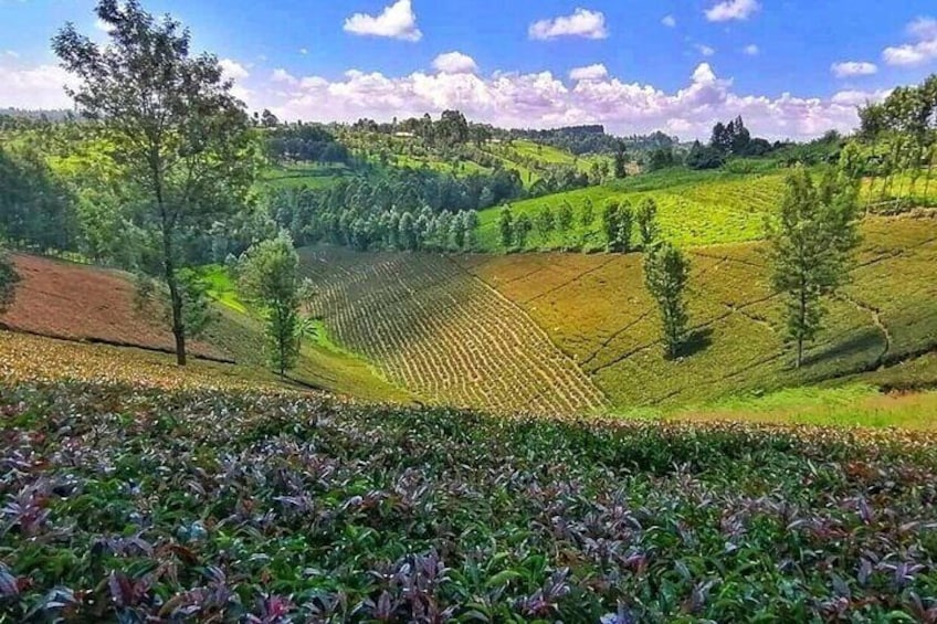 Purple Tea Farm Tour from Nairobi with Tea Tasting and Lunch