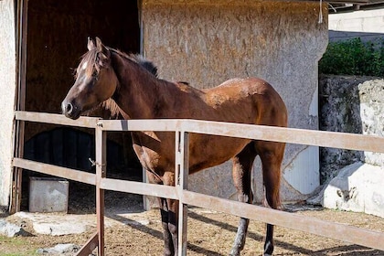 Italian BBQ and Horseback Ride on Mount Vesuvius by Night