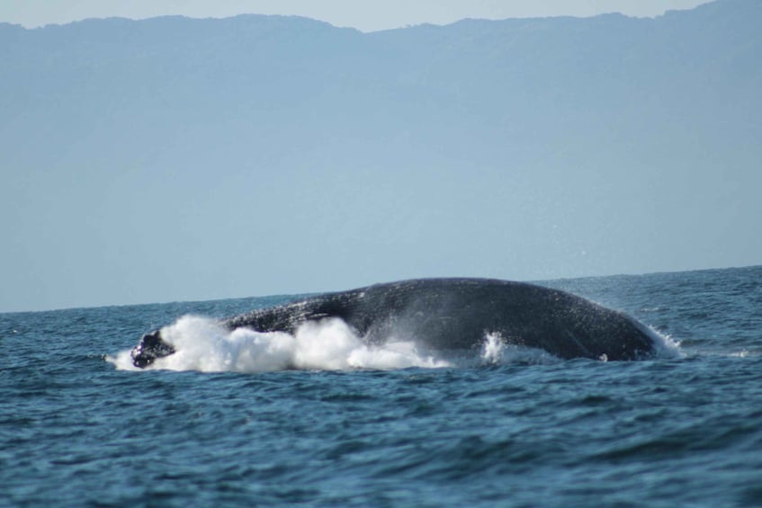 Picture 9 for Activity Puerto Vallarta: Mega Yacht Whale Watching Sunset Cruise