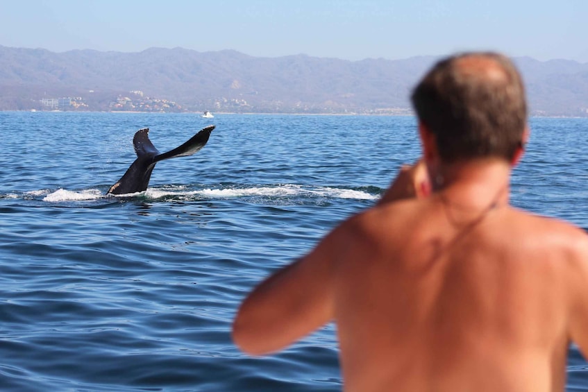 Picture 13 for Activity Puerto Vallarta: Mega Yacht Whale Watching Sunset Cruise