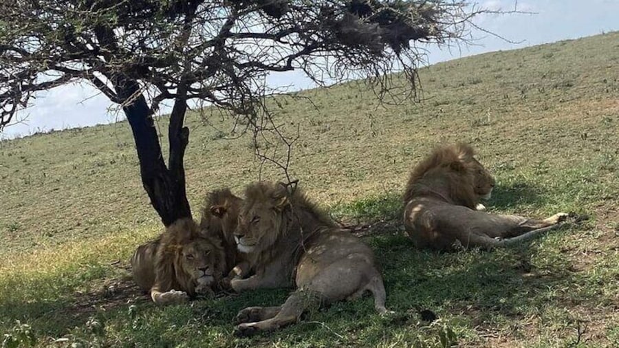 1-Day Safari to Mikumi by Train from Dar Es Salaam