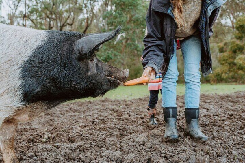 Farm Tour in Margaret River