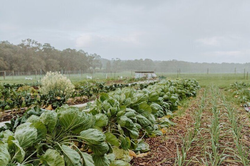 Farm Tour in Margaret River