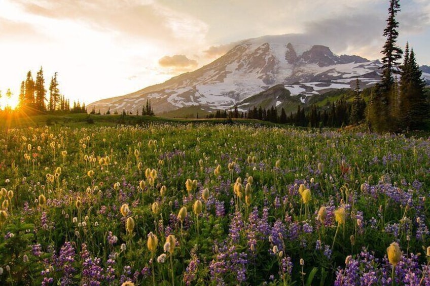 Self Guided Driving Audio Tour of Mount Rainier National Park