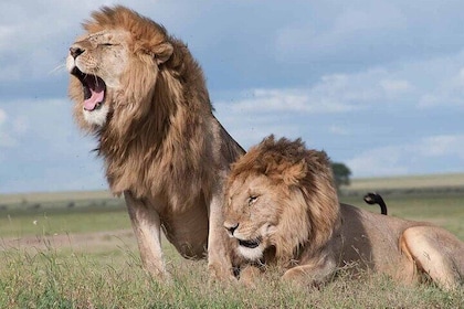 Nairobi National Park Game Drive Tour With Transfer