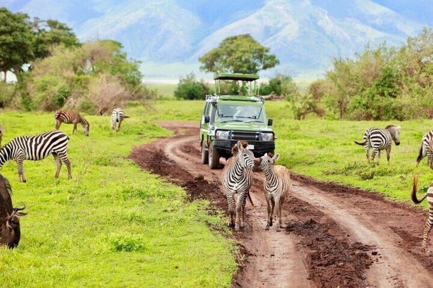 6 Days Wildlife and Cultural Experience Safari in Tanzania