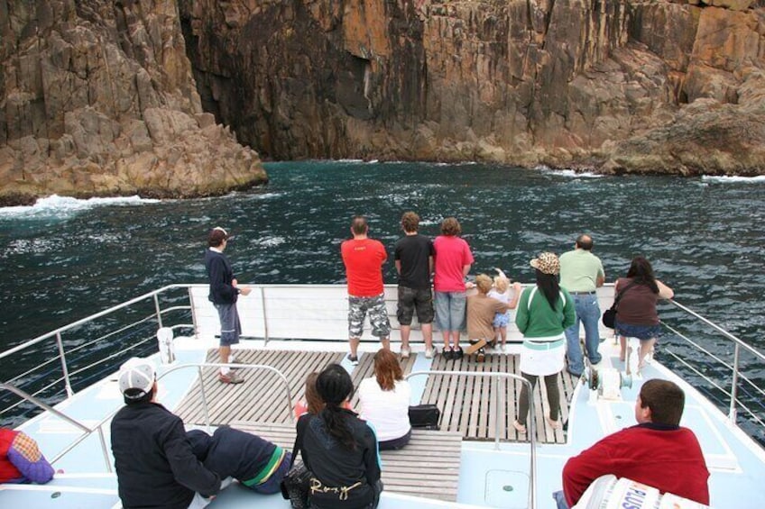 Port Stephens: Dolphin Watch Eco Adventure