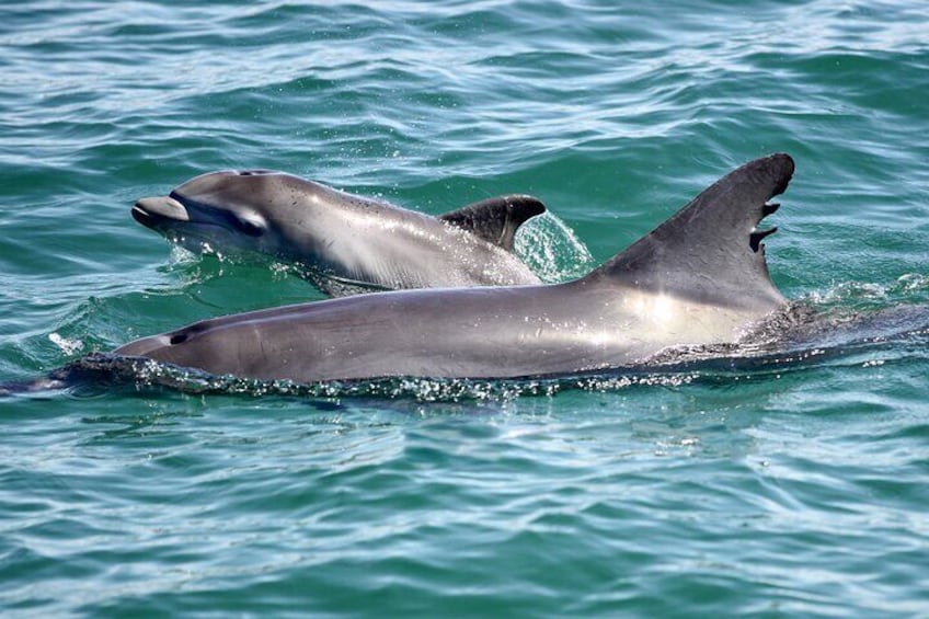 Port Stephens: Dolphin Watch Eco Adventure