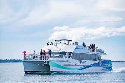 Port Stephens: Dolphin Watch Eco Adventure