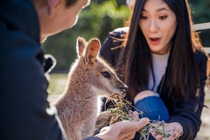 Animal Lovers Boutique Tour