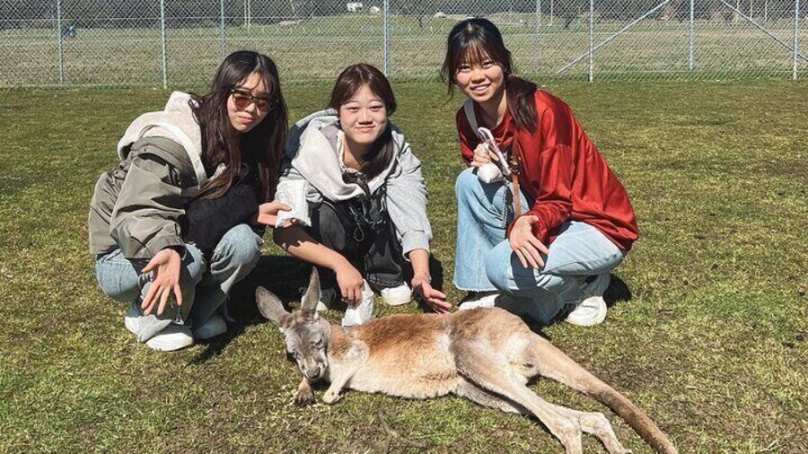 Newcastle: Animal Lovers Tour - Kangaroos, Dolphins & more!