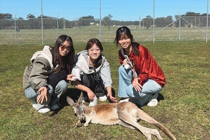 紐卡斯爾: 動物愛好者之旅 - 劍橋、海豚和更多!