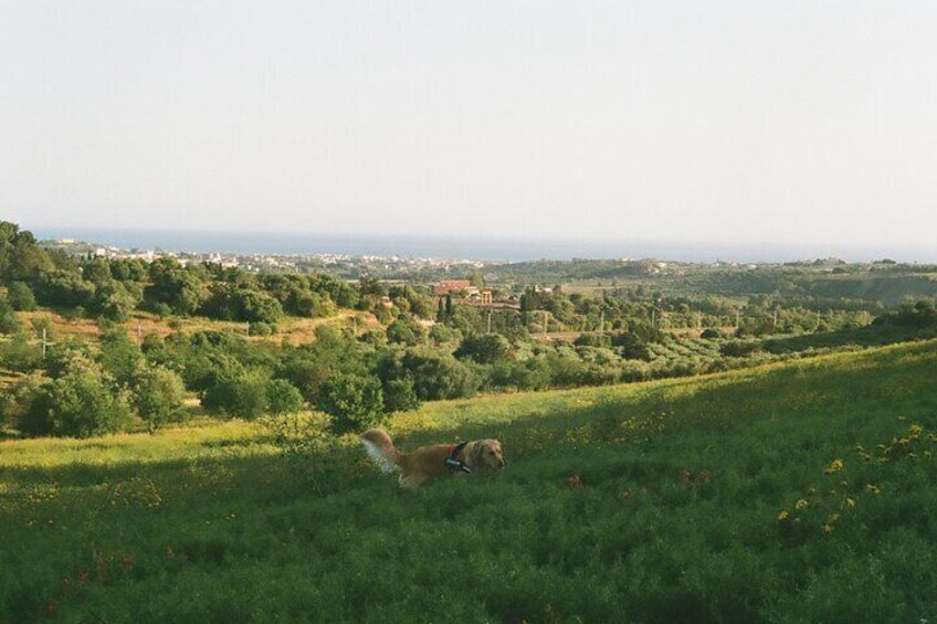 Private Tour Nature, History, Food and Hidden Gems of Agrigento