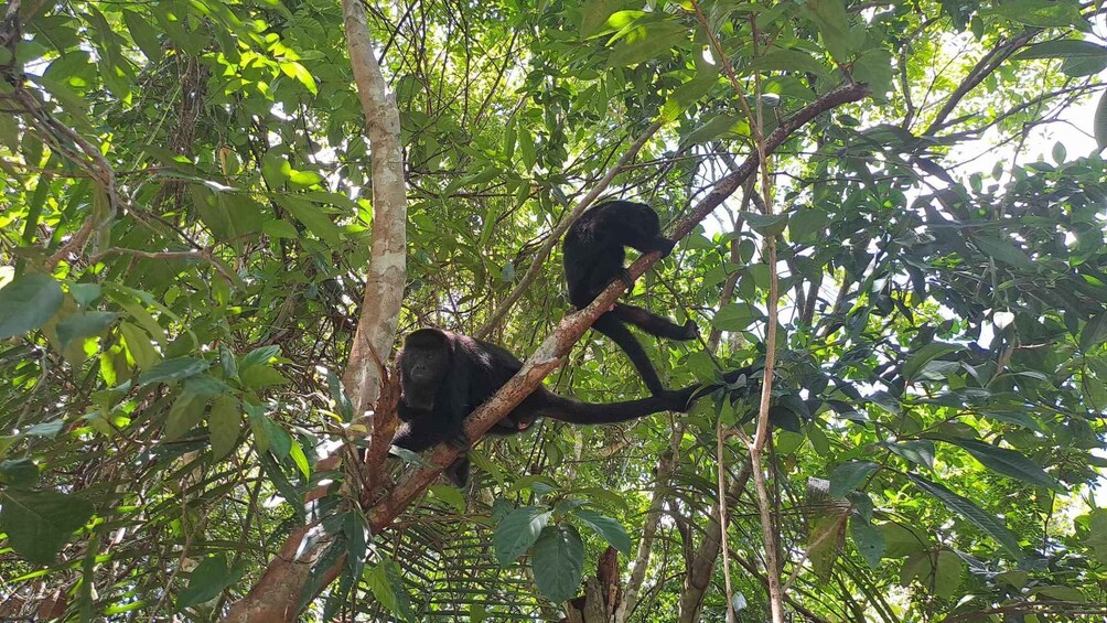 Picture 5 for Activity Howler Monkey Sanctuary Tour from Belize City