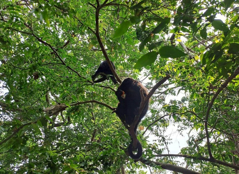 Picture 1 for Activity Howler Monkey Sanctuary Tour from Belize City