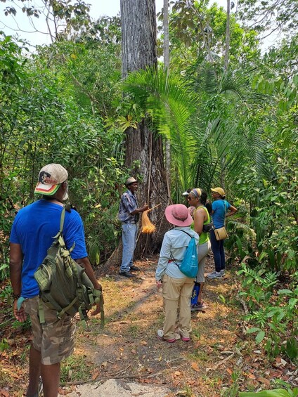 Picture 2 for Activity Howler Monkey Sanctuary Tour from Belize City