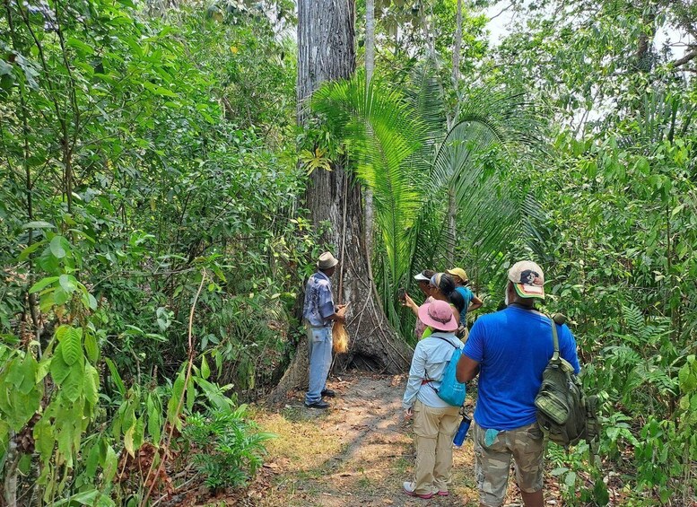 Picture 3 for Activity Howler Monkey Sanctuary Tour from Belize City