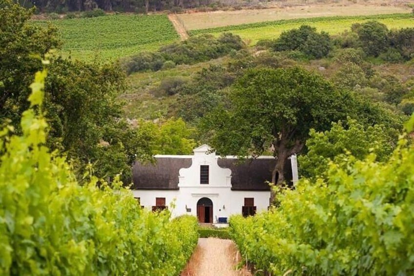 Rolling Vineyards