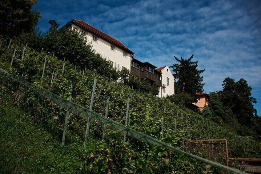 Vineyard in the center of the capital? Yes, it's true