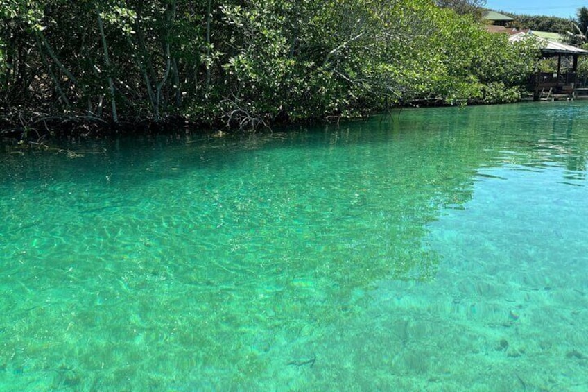Roatan East Side Mangrove Tunnels and Snorkel Adventure