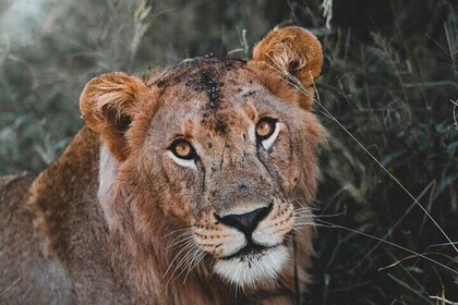 5 Day Tanzania Safari