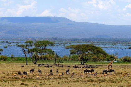 Day Tour to Lake Naivasha and Crescent Island