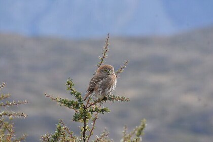 Torres del Paine Winter / Fauna sighting at your leisure