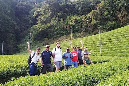 Shizuoka 6hr Private Tour and Japanese Tea Farm Tour with Vehicle