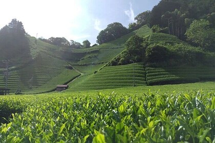 Shizuoka 6hr Private Tour and Japanese Tea Farm Tour with Vehicle