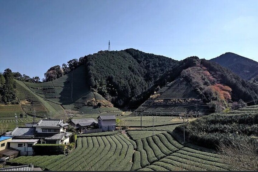 Moriuchi Tea Farm