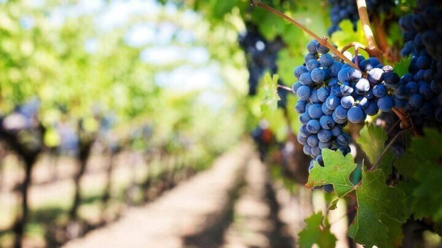 Small Group Winery Tour in Alicante