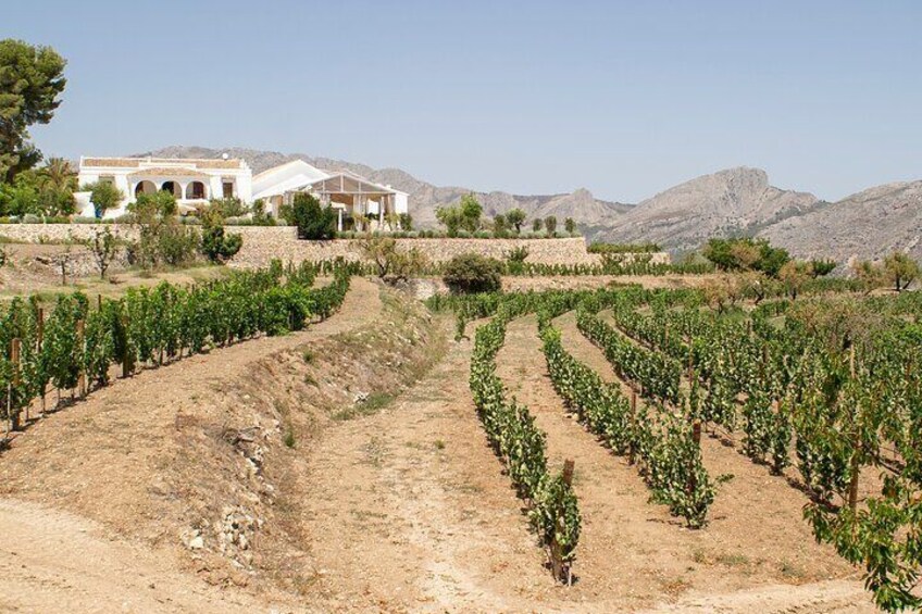 Small Group Winery Tour in Alicante 