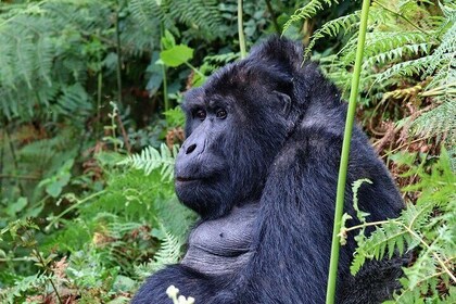 6 days Gorilla, Chimps and Wild Game Combo