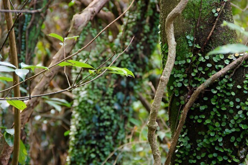 Jeju South and West One Day Guided Tour