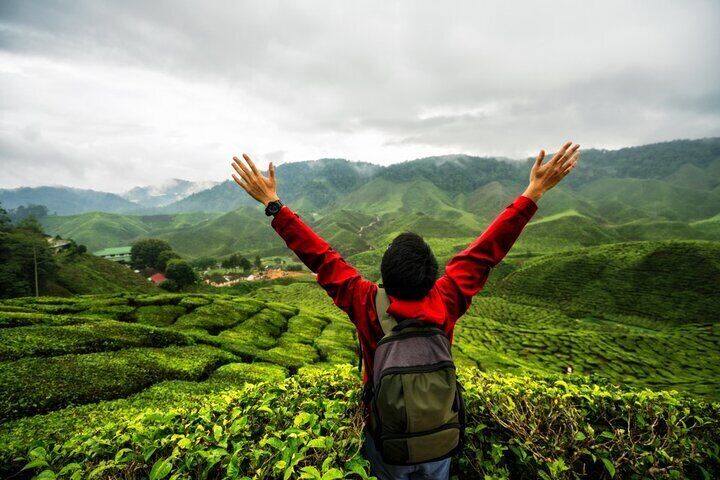 Young asian backpacker traveling into tea fields with mist. Young man traveler take a photo of mountain tea field with foggy, Enjoying tea plantations in Cameron Highlands near Kuala lumpur Malaysia