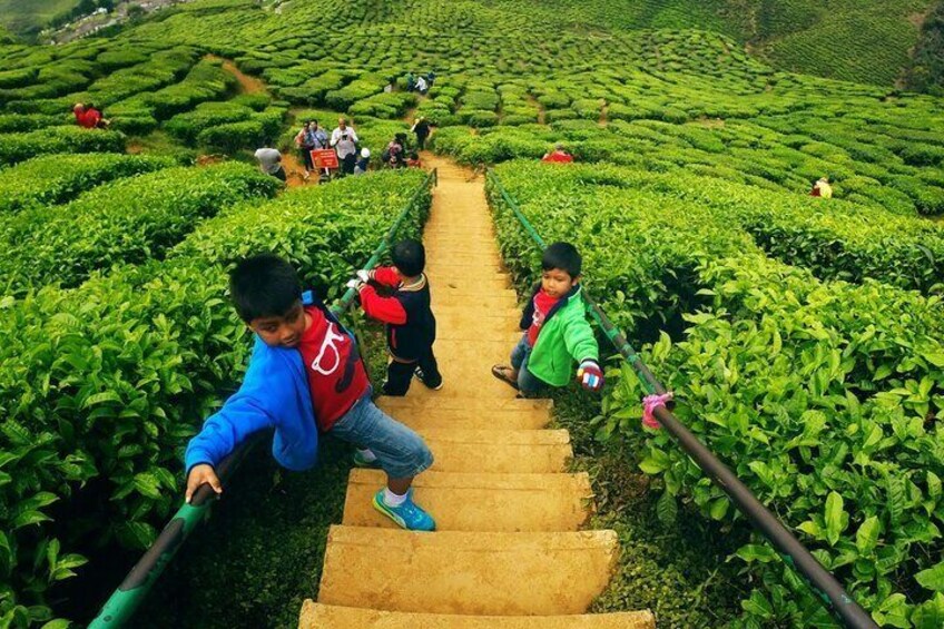 Private Nature Trip to Cameron Highlands from Kuala Lumpur