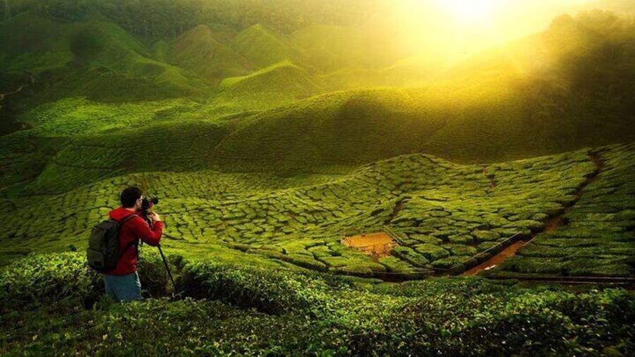 Private Nature Trip to Cameron Highlands from Kuala Lumpur