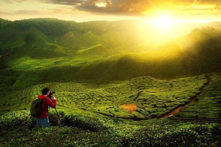 Private Nature Trip to Cameron Highlands from Kuala Lumpur