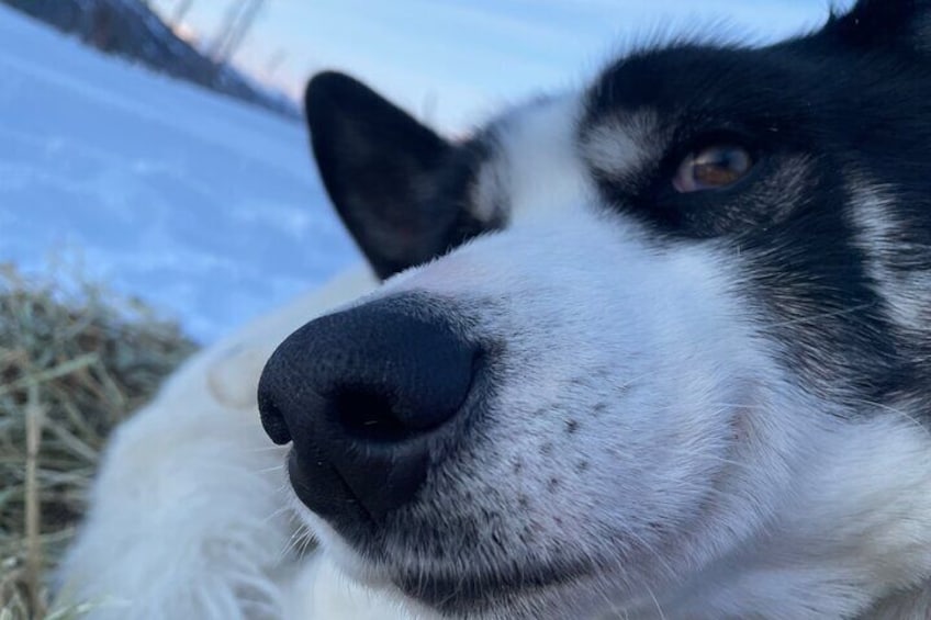 Winter Dog Sledding in Fairbanks