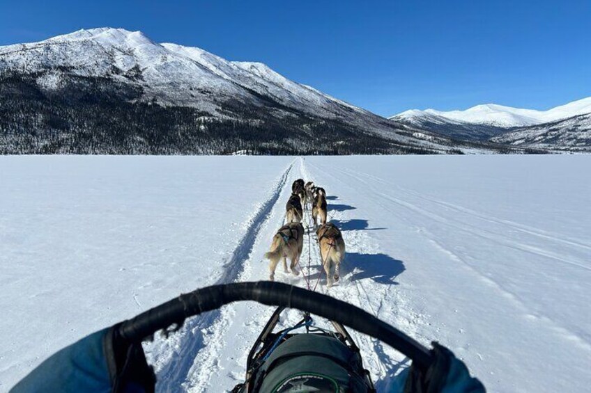 Winter Dog Sledding in Fairbanks