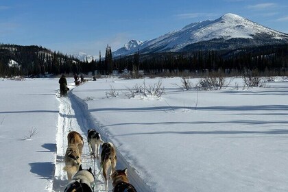 Winter Dog Sledding in Fairbanks