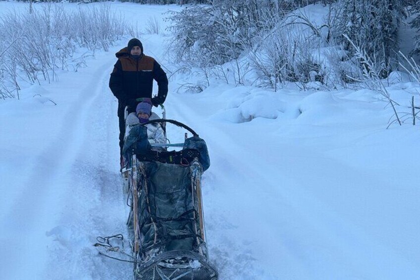 Winter Dog Sledding in Fairbanks