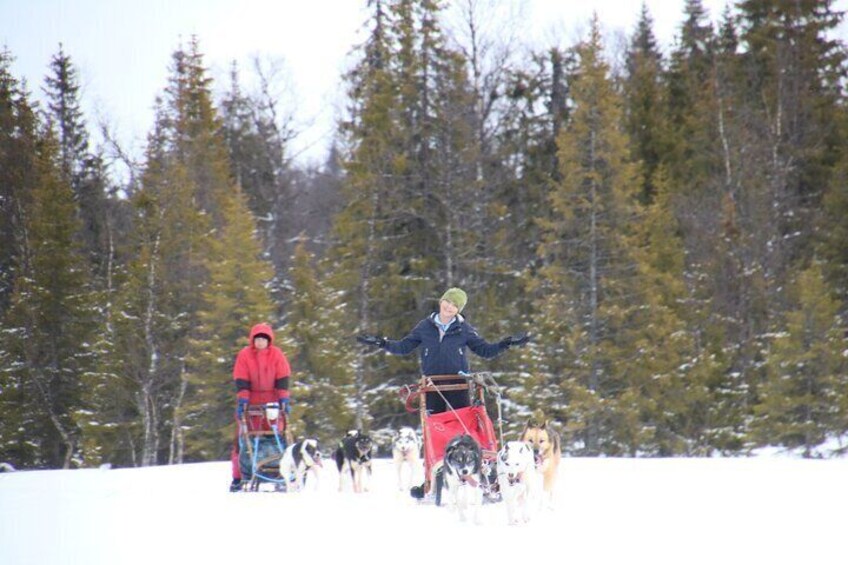 Winter Dog Sledding in Fairbanks