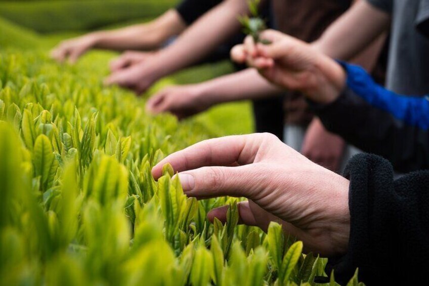 Half Day Nara and Matcha Farm Private Van Tour