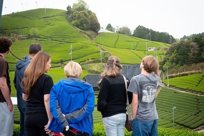 Visite privée d'une demi-journée en van à Nara et dans la ferme Matcha