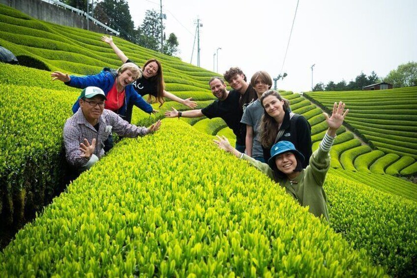 Half Day Nara and Matcha Farm Private Van Tour