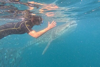 Small group whale shark experiences in La Paz